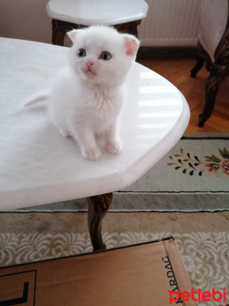 Scottish Fold, Kedi  Milka fotoğrafı