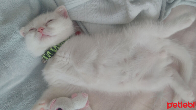 Scottish Fold, Kedi  Milka fotoğrafı