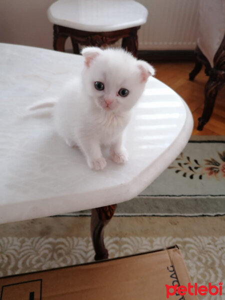 Scottish Fold, Kedi  Milka fotoğrafı