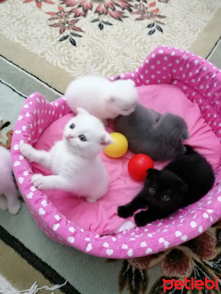 Scottish Fold, Kedi  Milka fotoğrafı