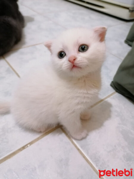 Scottish Fold, Kedi  Milka fotoğrafı