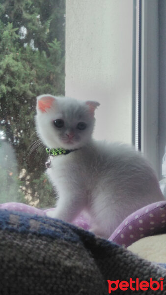 Scottish Fold, Kedi  Milka fotoğrafı