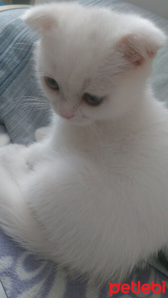 Scottish Fold, Kedi  Milka fotoğrafı