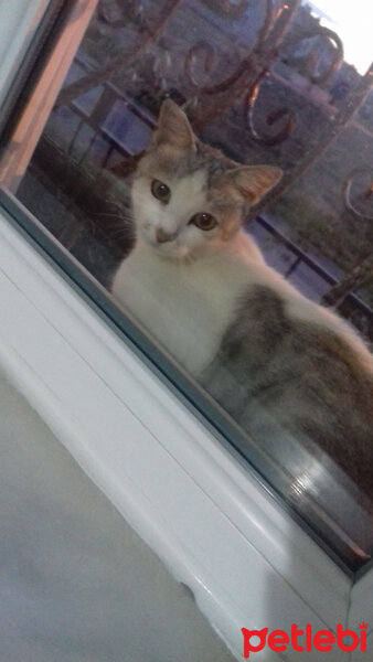 British Shorthair, Kedi  Eyeliner fotoğrafı