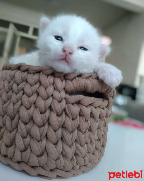 British Shorthair, Kedi  Eyeliner fotoğrafı