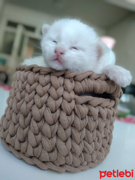 British Shorthair, Kedi  Eyeliner fotoğrafı