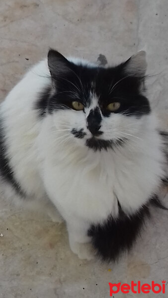 British Shorthair, Kedi  Eyeliner fotoğrafı