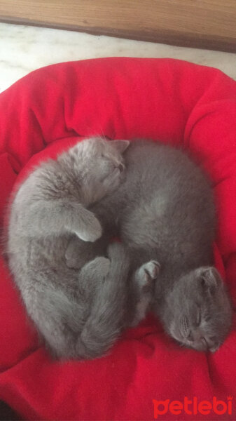 Scottish Fold, Kedi  Mila fotoğrafı