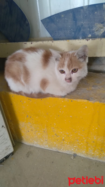 Tekir Kedi, Kedi  bal fotoğrafı
