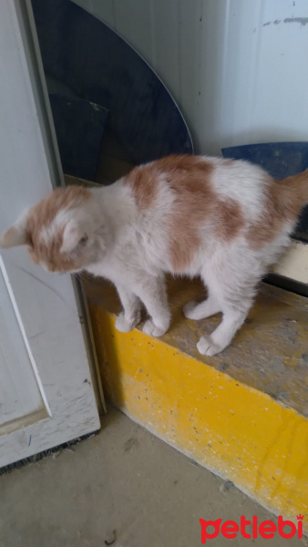 Tekir Kedi, Kedi  bal fotoğrafı