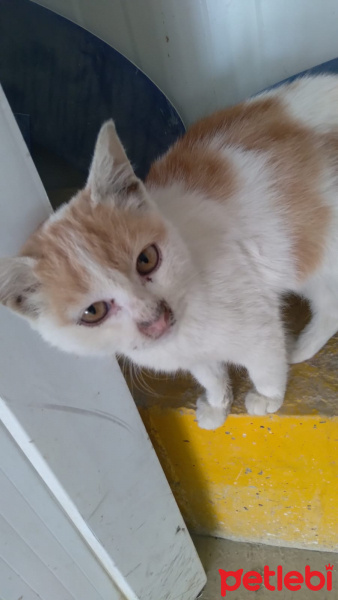 Tekir Kedi, Kedi  bal fotoğrafı