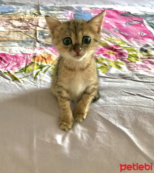 Tekir Kedi, Kedi  Arya fotoğrafı