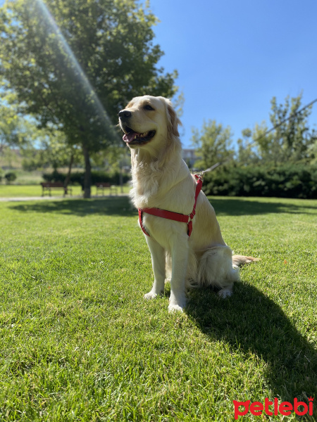 Golden Retriever, Köpek  Thyia fotoğrafı