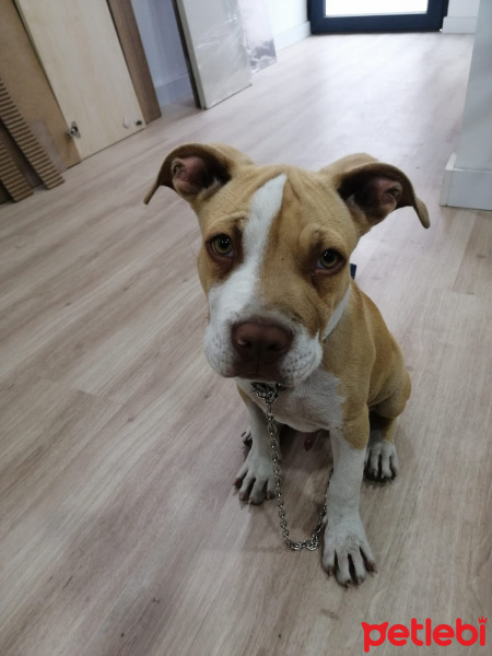 Amerikan Pitbull Terrier, Köpek  çakır fotoğrafı