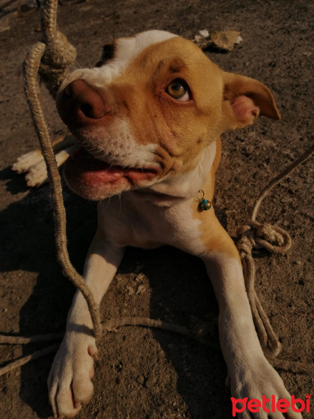 Amerikan Pitbull Terrier, Köpek  çakır fotoğrafı