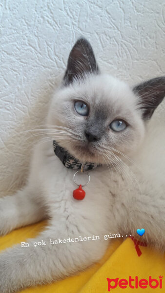 British Shorthair, Kedi  Ice fotoğrafı