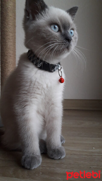 British Shorthair, Kedi  Ice fotoğrafı