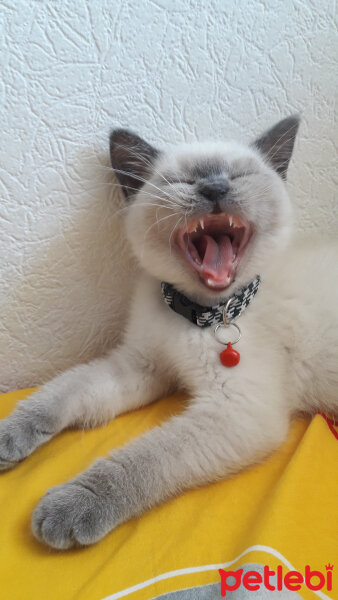 British Shorthair, Kedi  Ice fotoğrafı