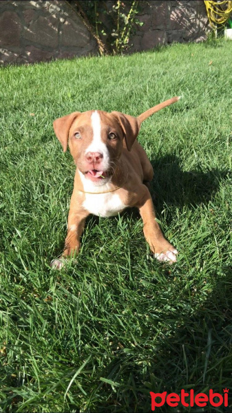 Amerikan Pitbull Terrier, Köpek  Hera fotoğrafı