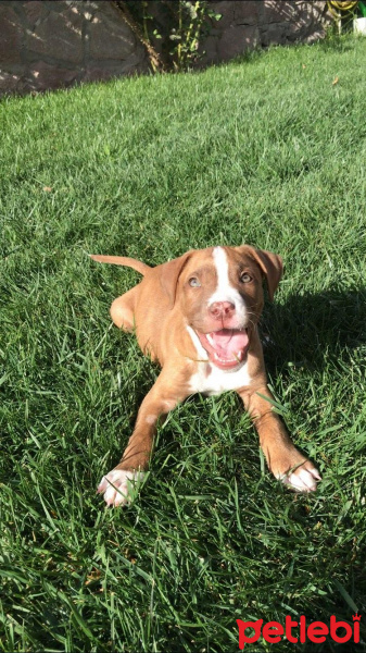 Amerikan Pitbull Terrier, Köpek  Hera fotoğrafı