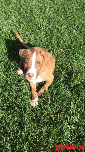 Amerikan Pitbull Terrier, Köpek  Hera fotoğrafı