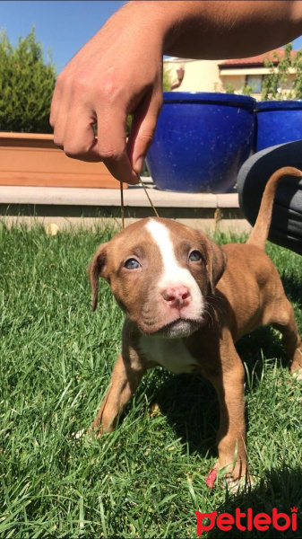 Amerikan Pitbull Terrier, Köpek  Hera fotoğrafı