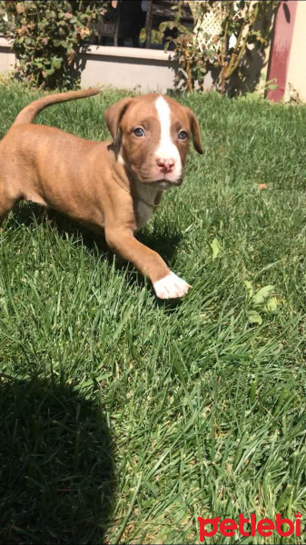 Amerikan Pitbull Terrier, Köpek  Hera fotoğrafı