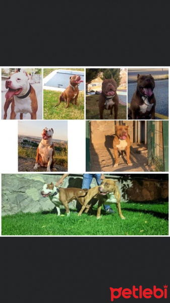 Amerikan Pitbull Terrier, Köpek  Hera fotoğrafı