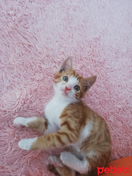 Sarman, Kedi  Diana fotoğrafı