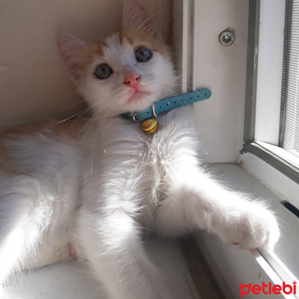 Van Kedisi, Kedi  Tarçın fotoğrafı