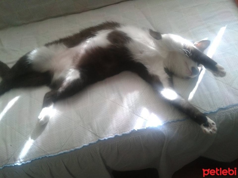 Soke, Kedi  Hayati fotoğrafı