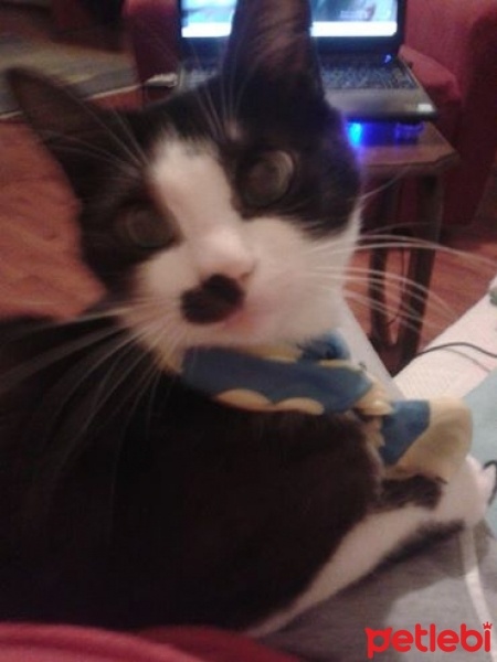 Soke, Kedi  Hayati fotoğrafı