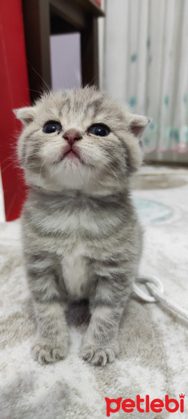 Scottish Fold, Kedi  Pamuk fotoğrafı