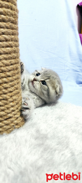 Scottish Fold, Kedi  Pamuk fotoğrafı