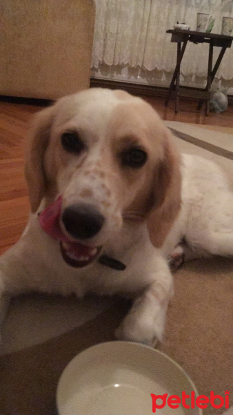 İngiliz Setter, Köpek  Linda fotoğrafı