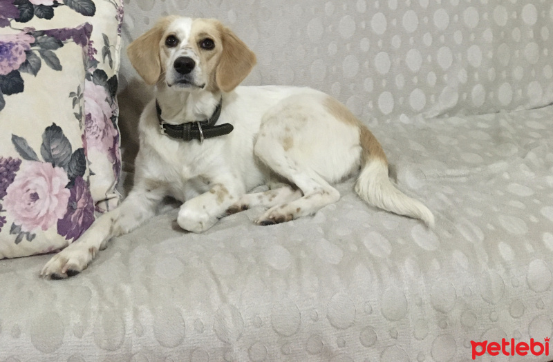 İngiliz Setter, Köpek  Linda fotoğrafı