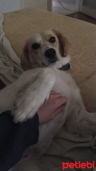 İngiliz Setter, Köpek  Linda fotoğrafı