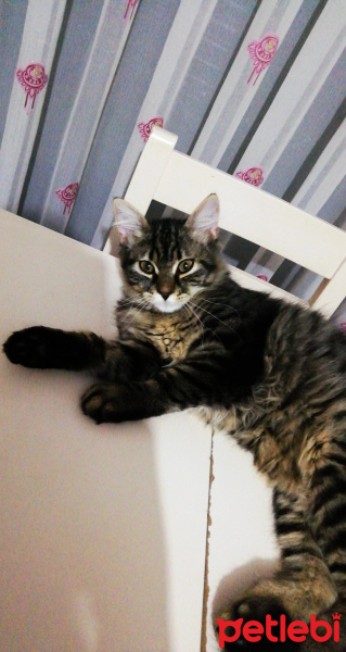 Maine Coon, Kedi  Puspul fotoğrafı