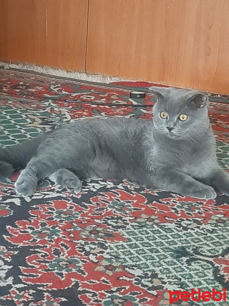 British Shorthair, Kedi  Duman fotoğrafı