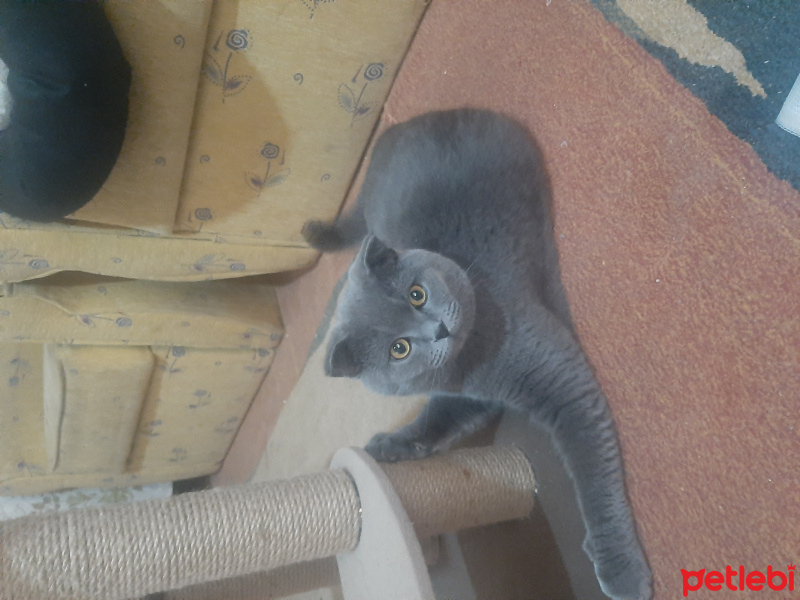 British Shorthair, Kedi  Duman fotoğrafı