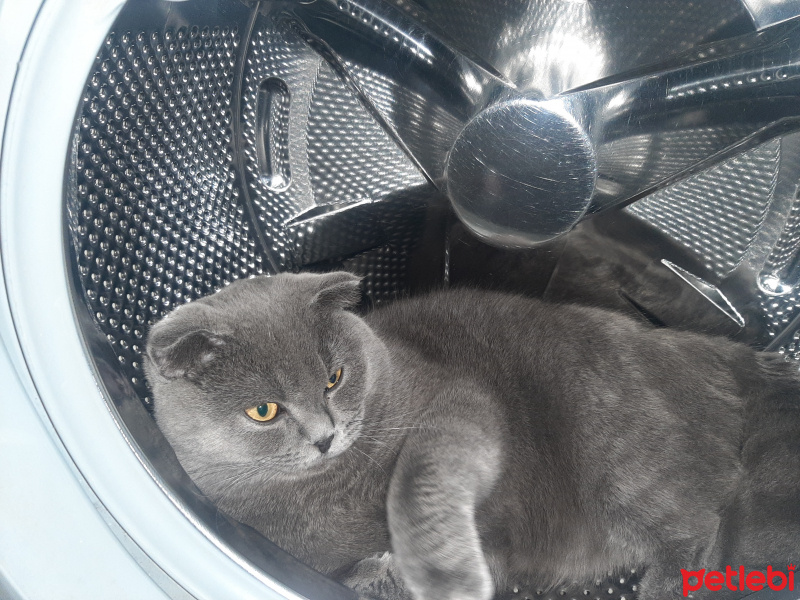 British Shorthair, Kedi  Duman fotoğrafı