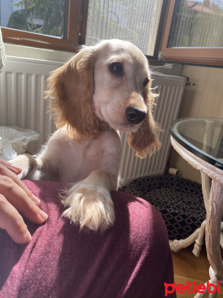 Amerikan Cocker Spaniel, Köpek  Misha fotoğrafı