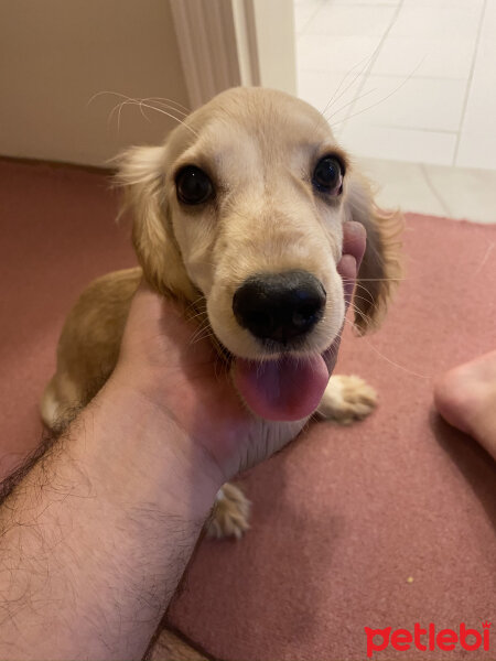 Amerikan Cocker Spaniel, Köpek  Misha fotoğrafı