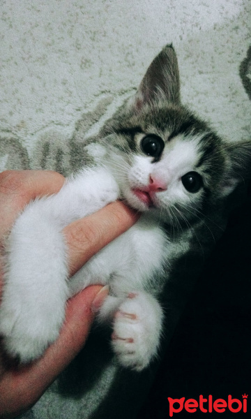 Tekir Kedi, Kedi  Şeker fotoğrafı