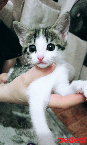 Tekir Kedi, Kedi  Şeker fotoğrafı
