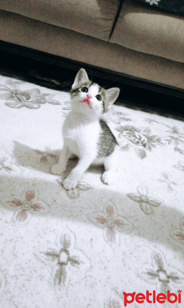 Tekir Kedi, Kedi  Şeker fotoğrafı