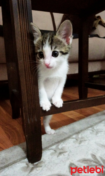Tekir Kedi, Kedi  Şeker fotoğrafı