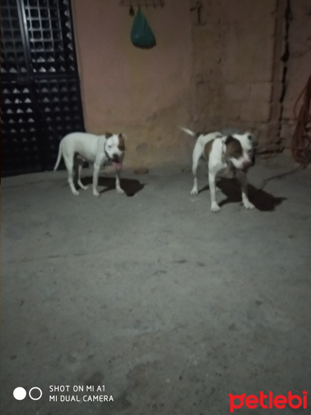 Amerikan Pitbull Terrier, Köpek  Ares & Mira fotoğrafı