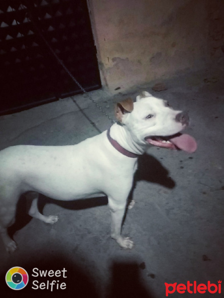Amerikan Pitbull Terrier, Köpek  Ares & Mira fotoğrafı