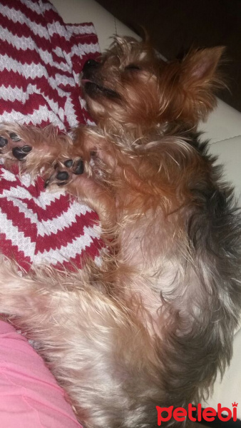Yorkshire Terrier, Köpek  tarçın fotoğrafı